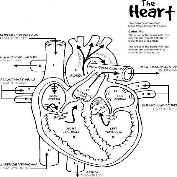 Human Anatomy Coloring Pages Printable
 Heart Anatomy Printable Coloring Pages