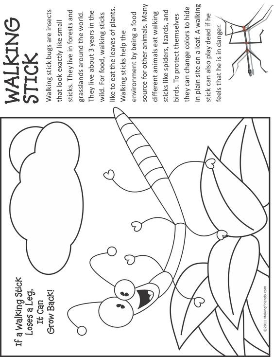 Insect Coloring Pages For Girls
 Walking Stick Fact and Coloring Page