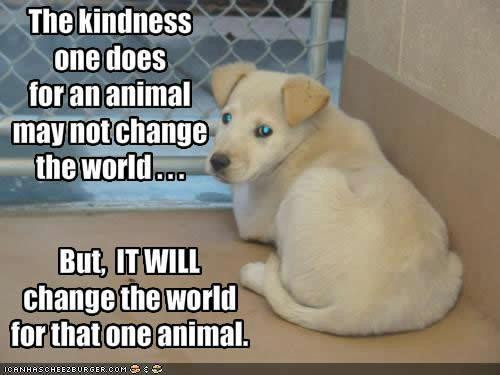 Kindness To Animals Quotes
 The Kindness e Does For An Animal May Not Change The