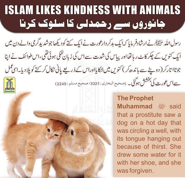 Kindness To Animals Quotes
 Quotes About Kindness Towards Others QuotesGram