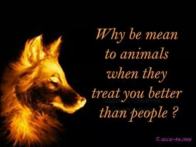 Kindness To Animals Quotes
 Quotes About Kindness To Animals QuotesGram