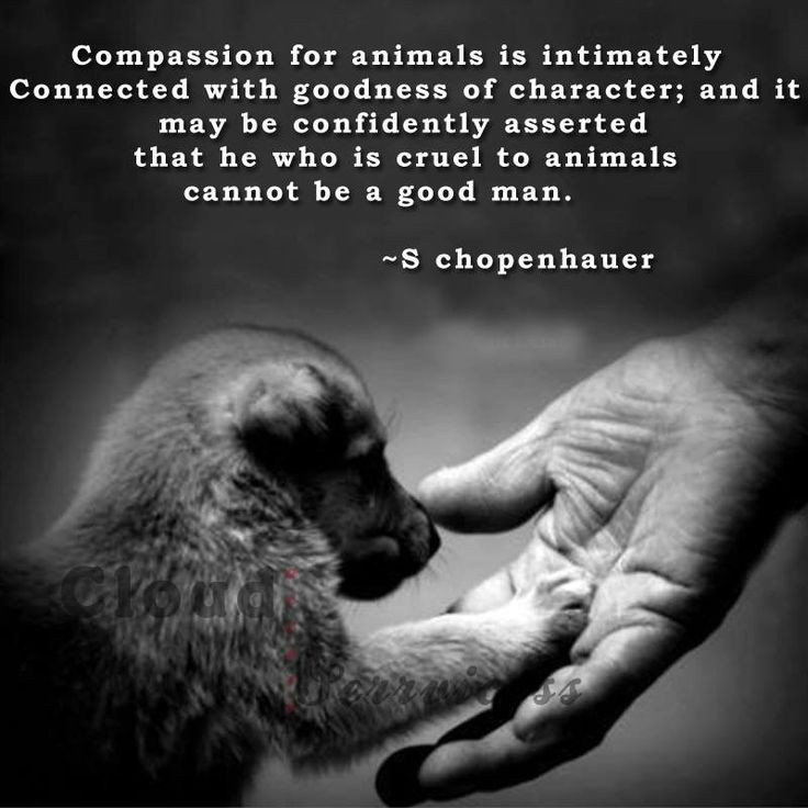 Kindness To Animals Quotes
 passion for animals…