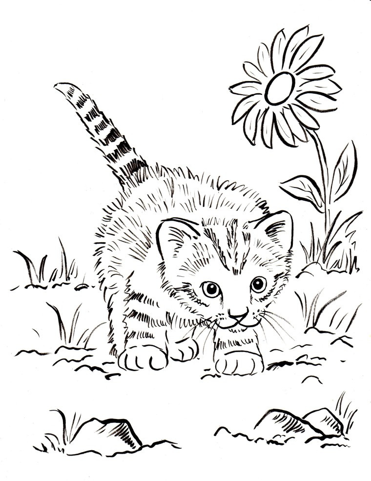 Kitten Printable Coloring Pages
 Kitten Coloring Pages Best Coloring Pages For Kids