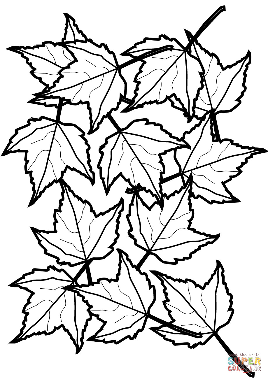 Leaves Coloring Pages Printable
 Autumn Maple Leaves coloring page