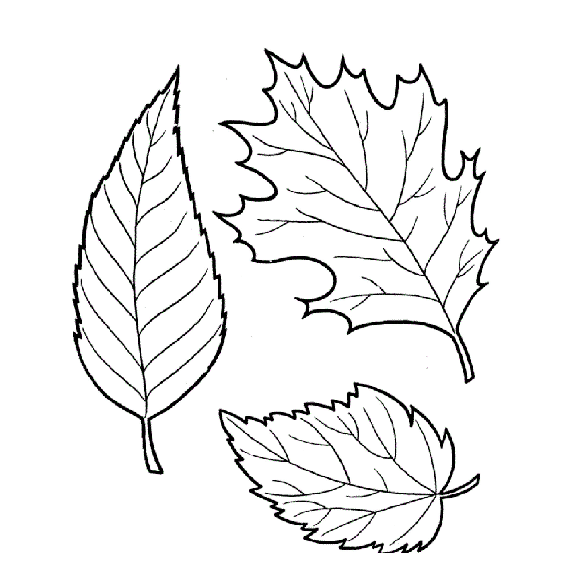 Leaves Coloring Pages Printable
 Tree leaves coloring pages for kids to print for free