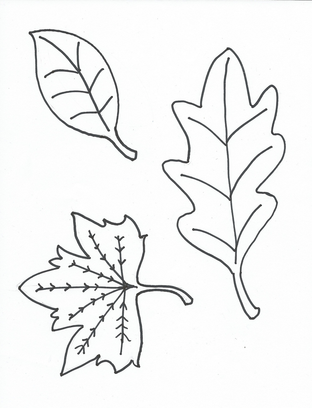 Leaves Coloring Pages Printable
 Leaves Coloring Pages coloringsuite