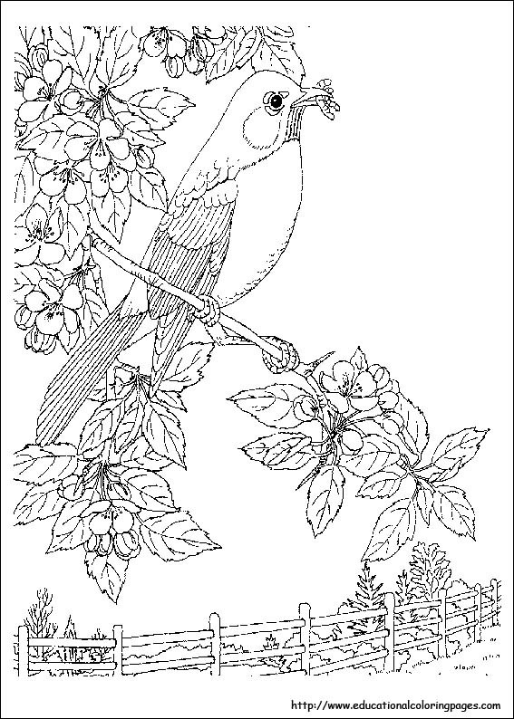 Nature Coloring Pages Printable
 Nature Coloring Pages Educational Fun Kids Coloring