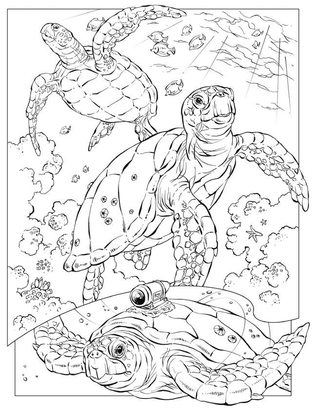 Ocean Adult Coloring Book
 Free Printable Ocean Coloring Pages For Kids