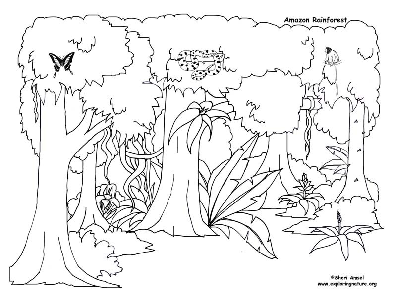 Rainforest Coloring Pages Printable
 Coloring Pages Forests AZ Coloring Pages