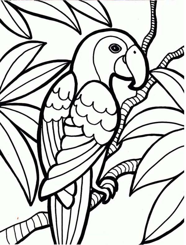 Rainforest Coloring Pages Printable
 Rainforest Parrot Coloring Page Download & Print line
