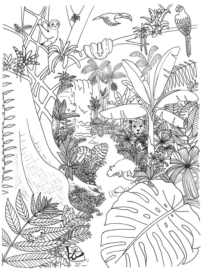 Rainforest Coloring Pages Printable
 Rainforest Animals and Plants Coloring Page