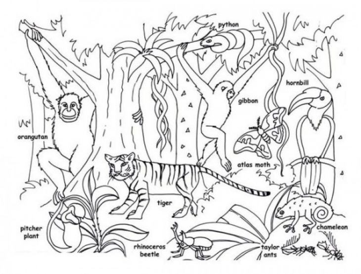 Rainforest Coloring Pages Printable
 Tropical Jungle And Rainforest Animals Coloring Page Kids