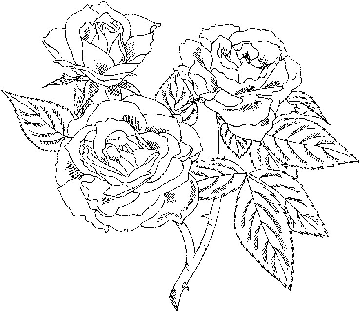 Rose Coloring Pages For Adults
 Roses Flower Coloring Pages