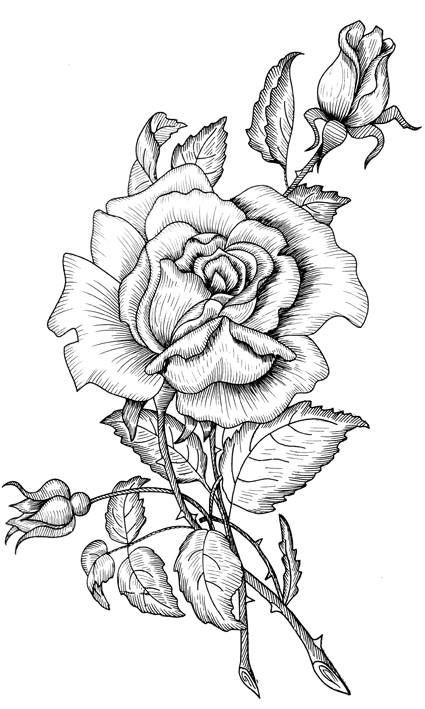 Rose Coloring Pages For Adults
 17 Best images about flower coloring on Pinterest