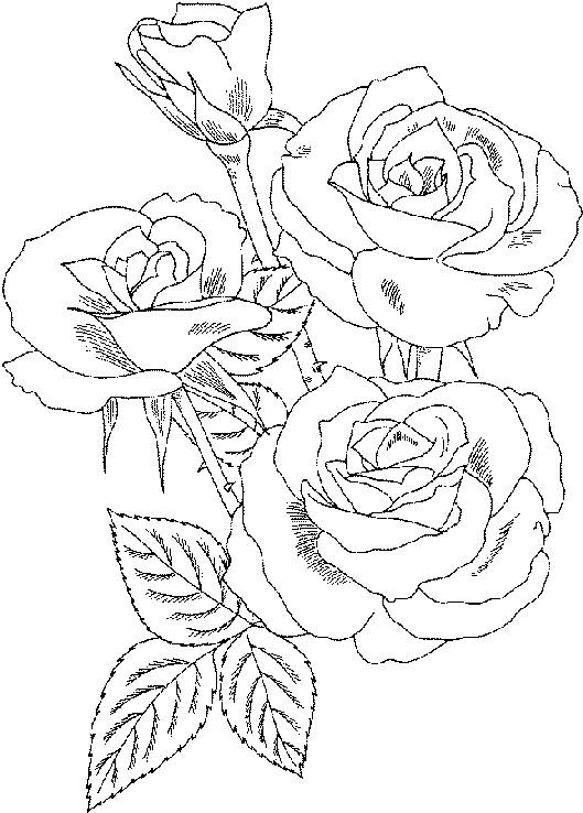 Rose Coloring Pages For Adults
 Roses Flower Coloring Pages