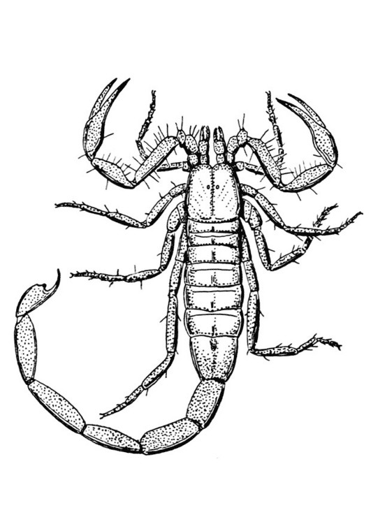 Scorpion Coloring Pages
 8 Printable Scorpion Coloring Sheet