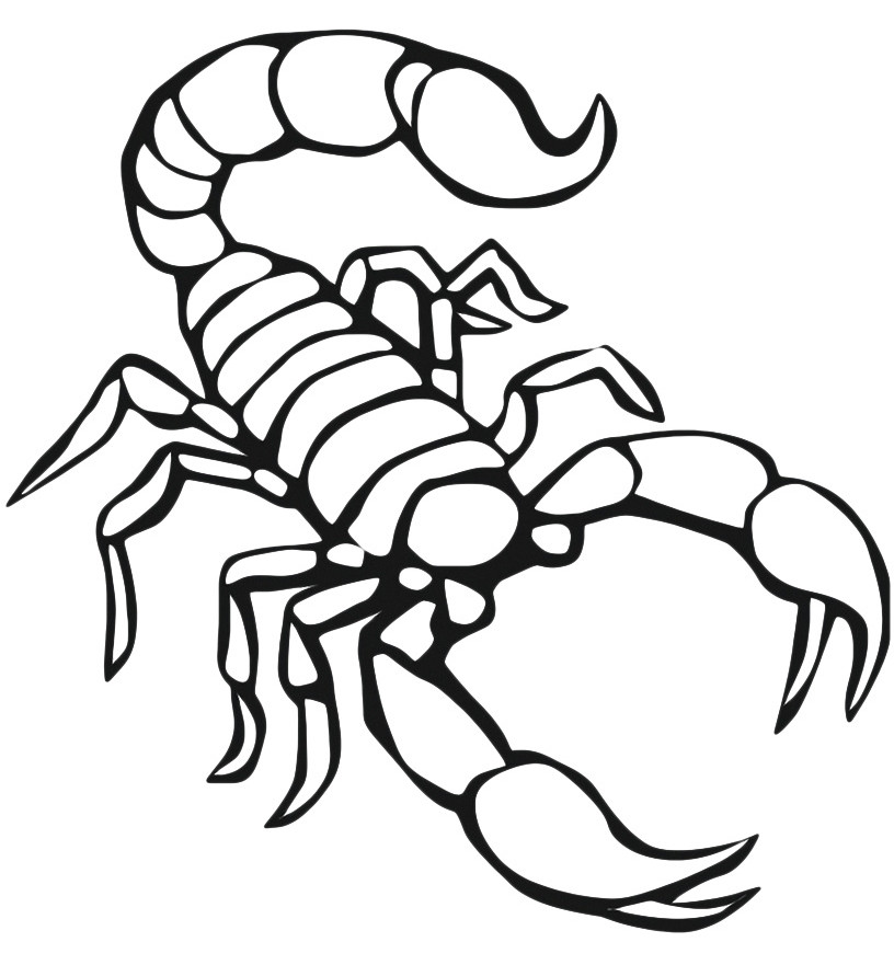 Scorpion Coloring Pages
 Drawn scorpion coloring page Pencil and in color drawn