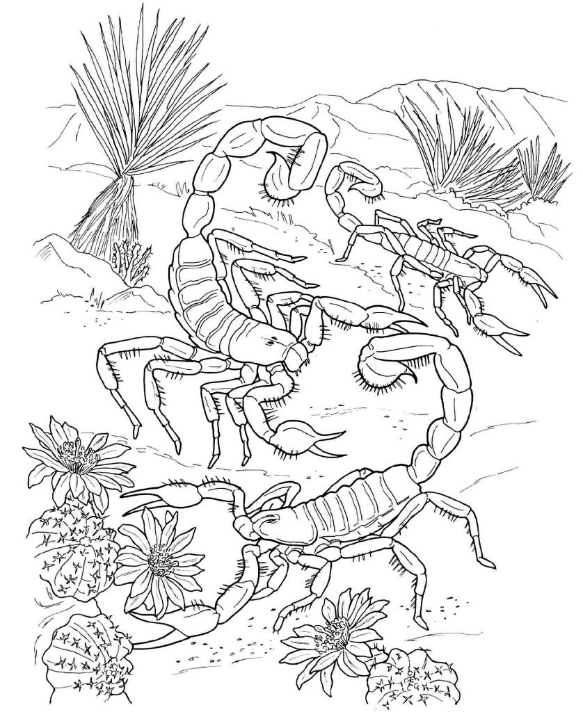 Scorpion Coloring Pages
 Free Printable Scorpion Coloring Pages For Kids