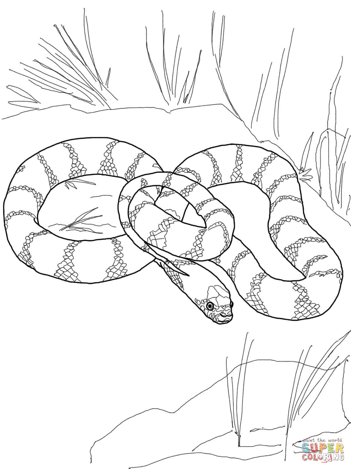 Snake Coloring Pages Printable
 California King Snake coloring page