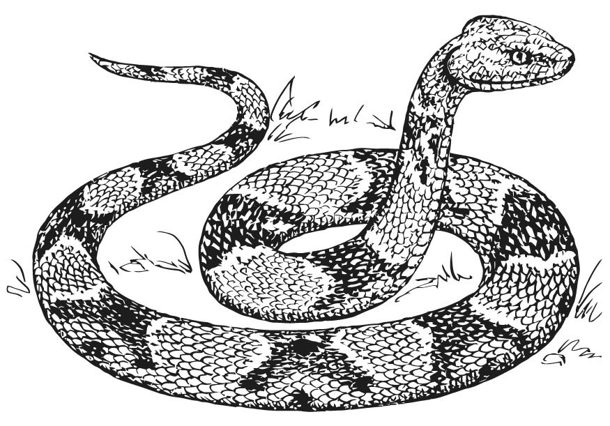 Snake Coloring Pages Printable
 Free Printable Snake Coloring Pages For Kids