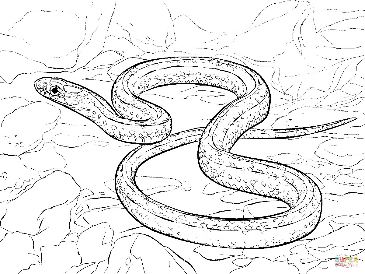 Snake Coloring Pages Printable
 Plains Garter Snake coloring page