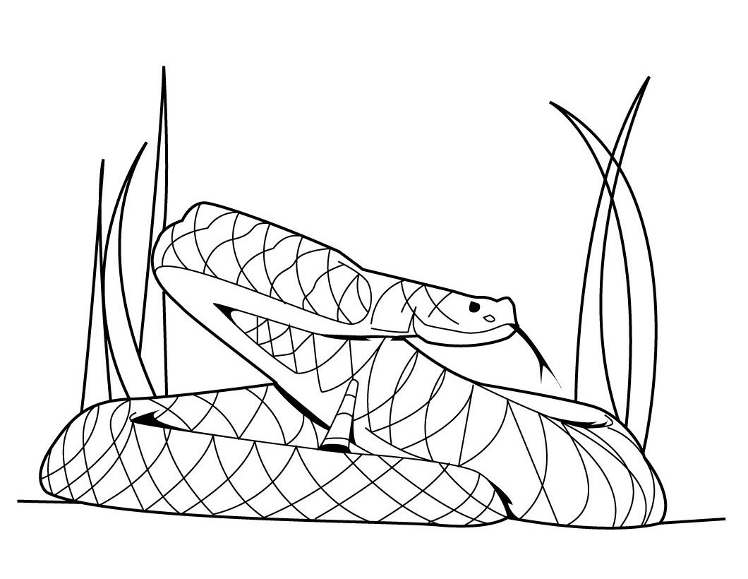 Snake Coloring Pages Printable
 Free Printable Snake Coloring Pages For Kids