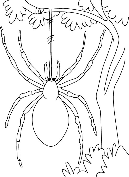 Spiders Coloring Pages For Kids
 Spider Coloring Pages