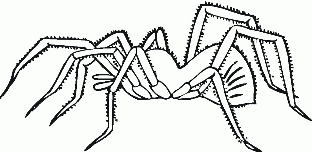 Spiders Coloring Pages For Kids
 Free Printable Spider Coloring Pages For Kids