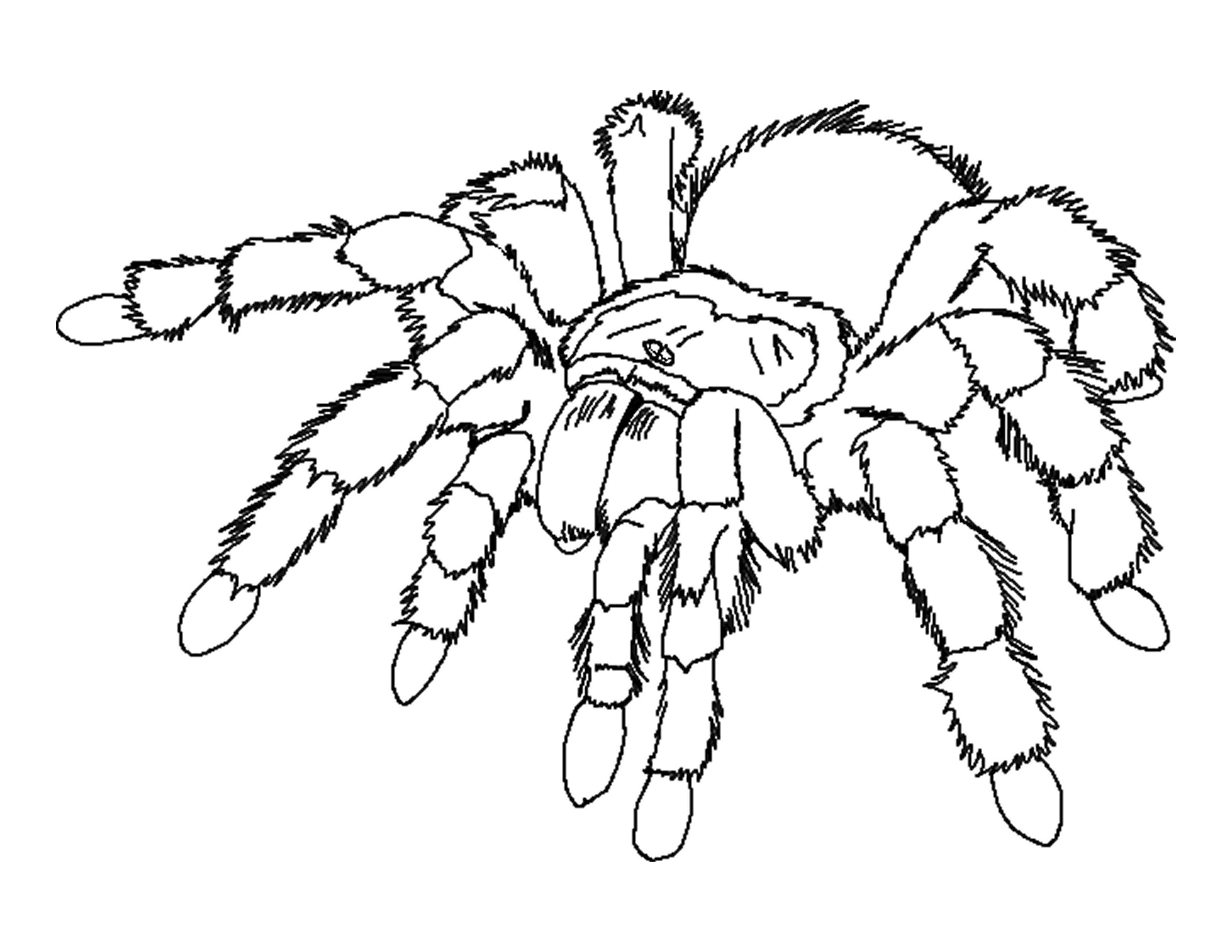 Spiders Coloring Pages For Kids
 Free Printable Spider Coloring Pages For Kids