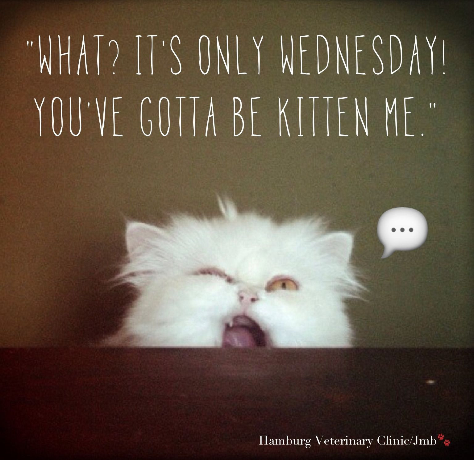 Wednesday Quotes Funny
 Wednesday funny Animal Humor What It s only Wednesday