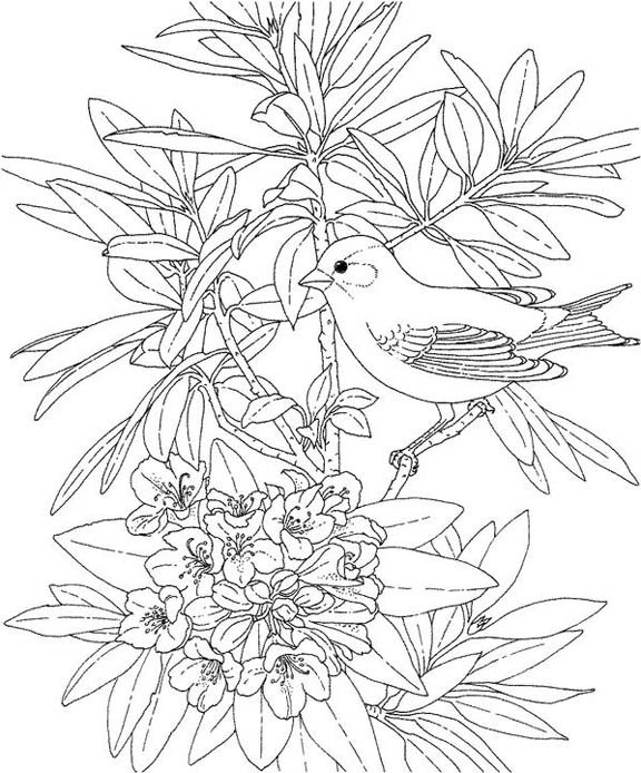 Willon Coloring Pages For Boys
 Washington Willow Goldfinch Coloring Page