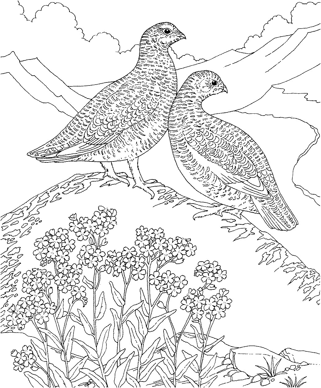 Willon Coloring Pages For Boys
 Free Printable Coloring Page Alaska State Bird and