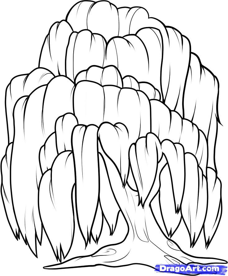 Willon Coloring Pages For Boys
 Step 8 How to Draw a Willow Tree Weeping Willow