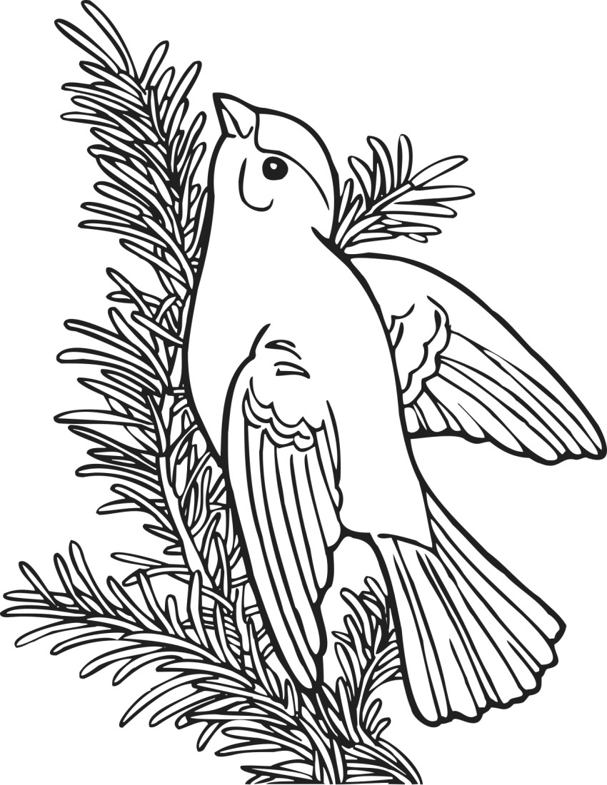 Willon Coloring Pages For Boys
 Coloring Book Willow Goldfinch education coloring pages