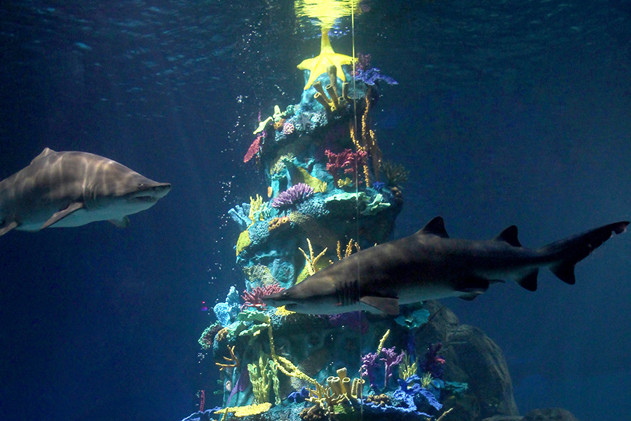 Aquarium Christmas Tree
 A Parent’s Guide to Adventure Aquarium’s Christmas