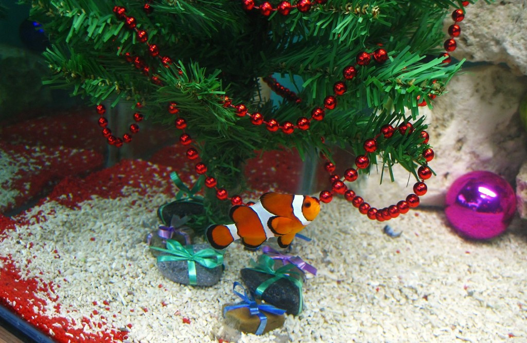 Aquarium Christmas Tree
 Christmas Fish Aquarium Decorate Ideas