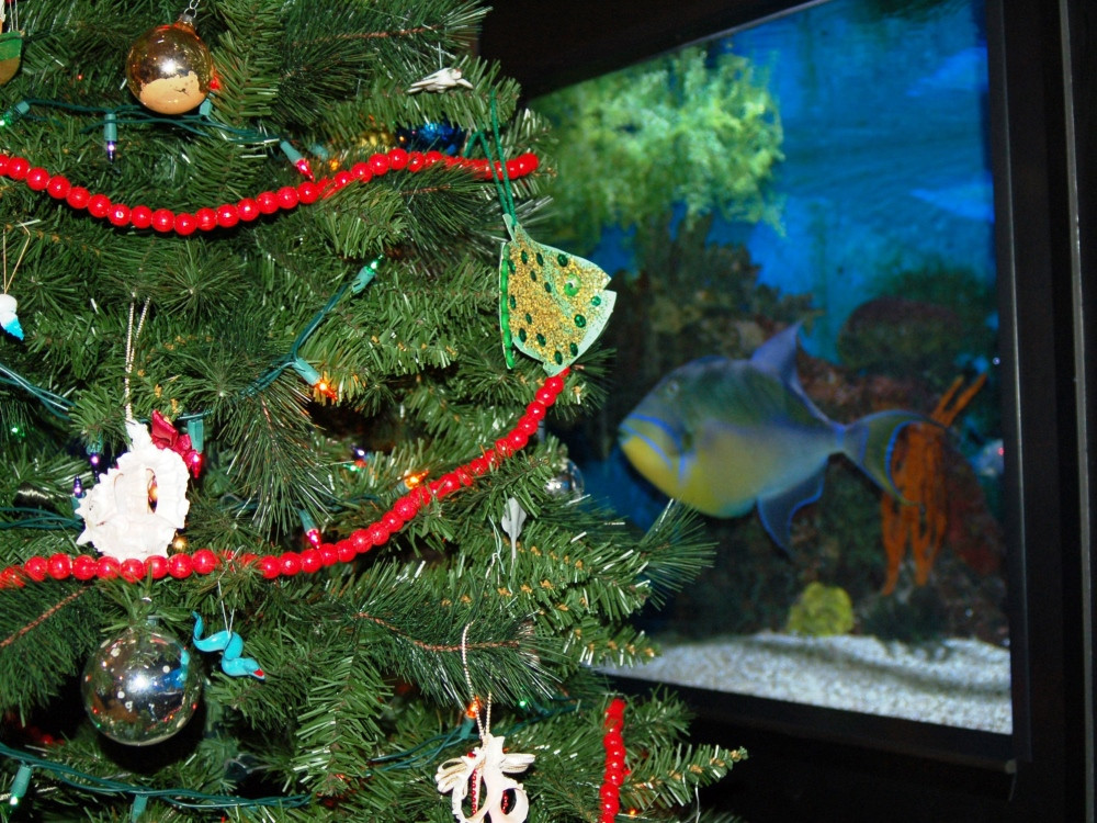 Aquarium Christmas Tree
 NEFSC Gallery Featured 2018