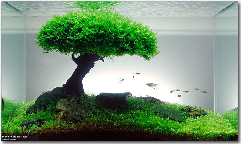Aquarium Christmas Tree
 DIY aquatic tree for 14 litre tank