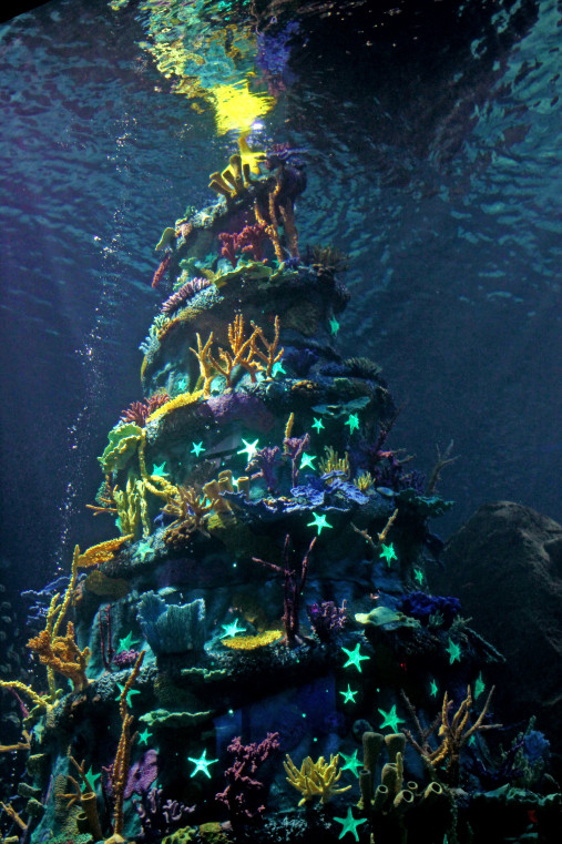 Aquarium Christmas Tree
 Adventure Insider – Adventure Aquarium s ficial Blog