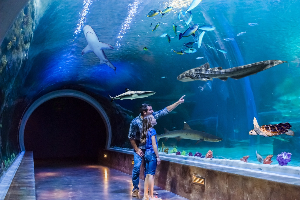 Aquarium Thanksgiving Point
 Why You Should Move to Traverse Mountain Fieldstone Homes