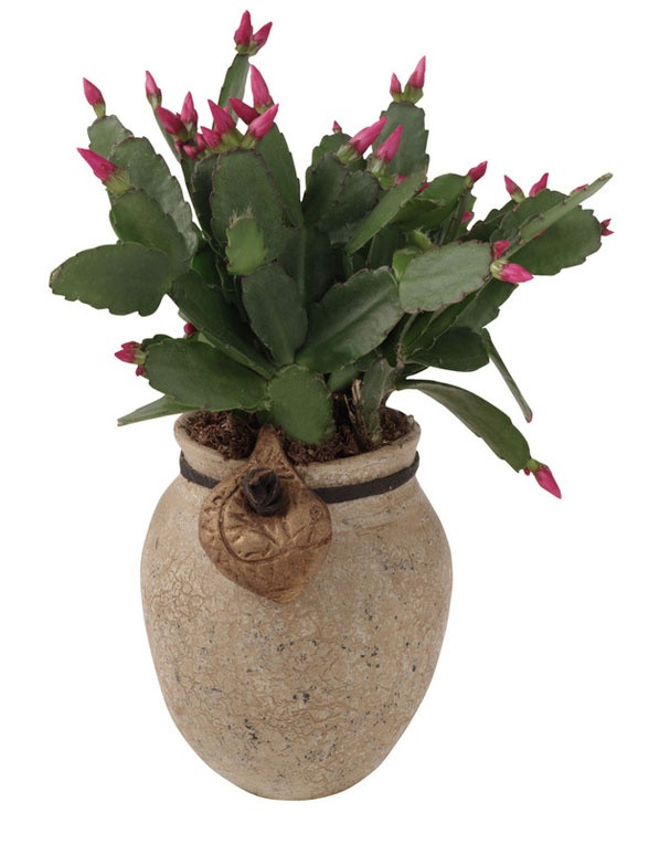 Christmas Cactus Care Indoor
 Best 25 Christmas Cactus ideas that you will like on