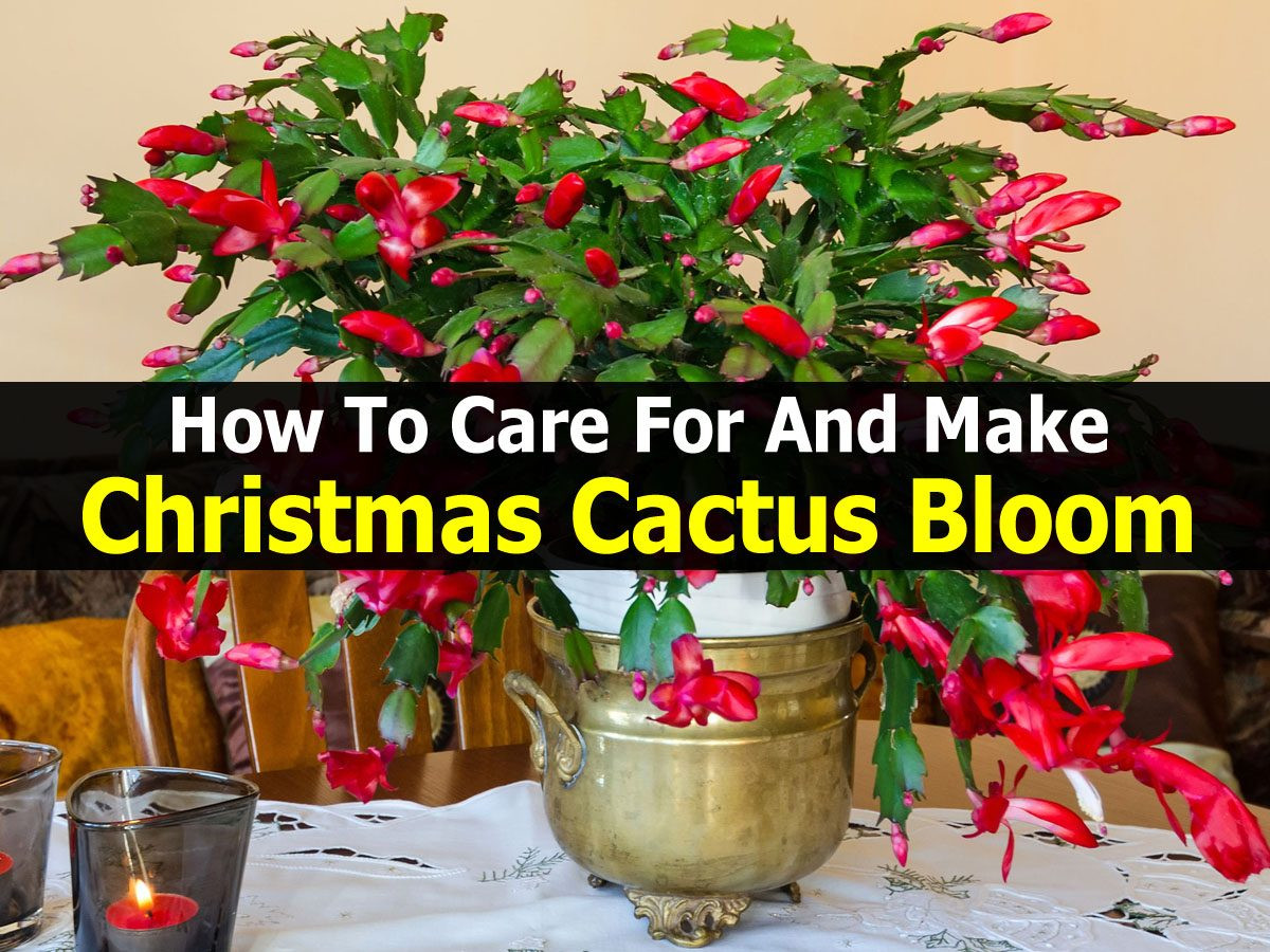 Christmas Cactus Care Indoor
 How To Care For And Make Christmas Cactus Bloom