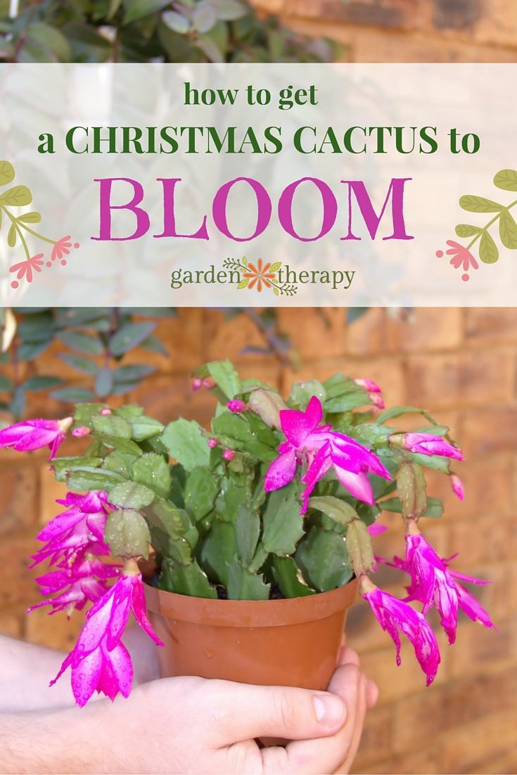Christmas Cactus Care Indoor
 17 Best images about GARDEN Fall & Winter Tips on