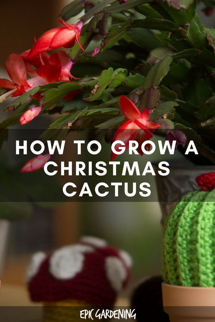Christmas Cactus Care Indoor
 25 Best Ideas about Christmas Cactus on Pinterest