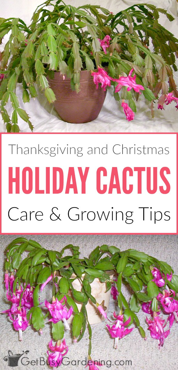 Christmas Cactus Care Indoor
 Holiday Cactus Care How To Grow Thanksgiving and