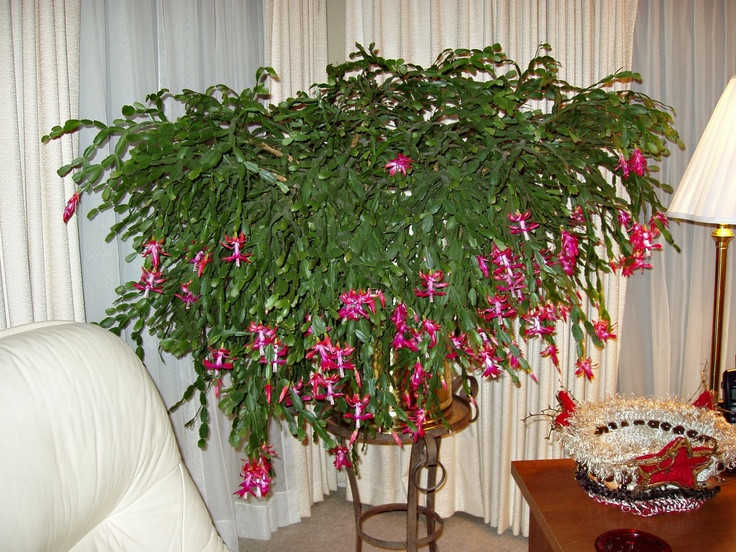 Christmas Cactus Care Indoor
 184 best images about CHRISTMAS CACTUS on Pinterest