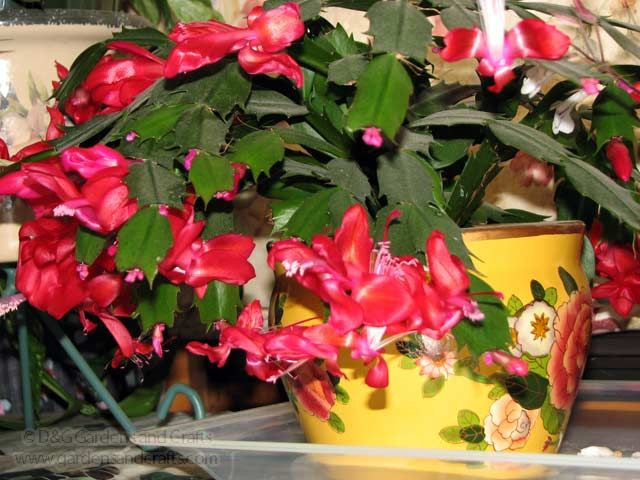 Christmas Cactus Care Indoor
 How to care for your Christmas Cactus