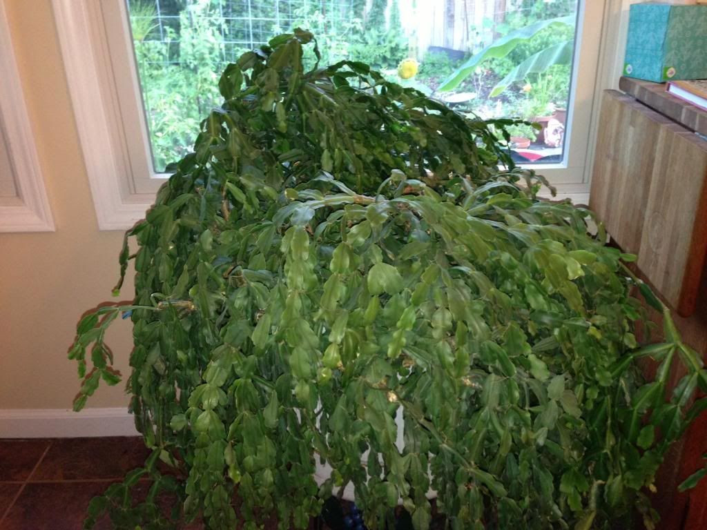 Christmas Cactus Care Indoor
 How to take care of a 26 year old christmas cactus