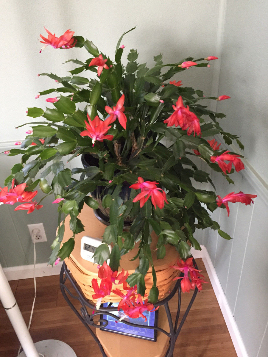 Christmas Cactus Care Indoor
 My Indoor Garden Christmas Cactus Plants – Develop A Lust