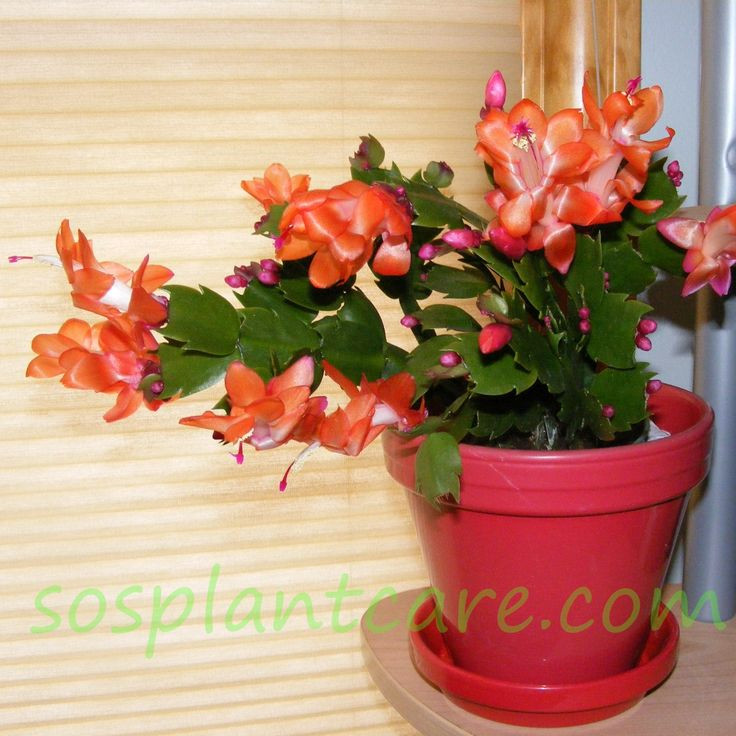 Christmas Cactus Care Indoor
 81 best images about Holiday Cacti Schlumbergera Hatiora